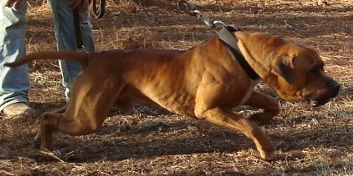 American Sentinel Bandog, Bandog, Bandogge