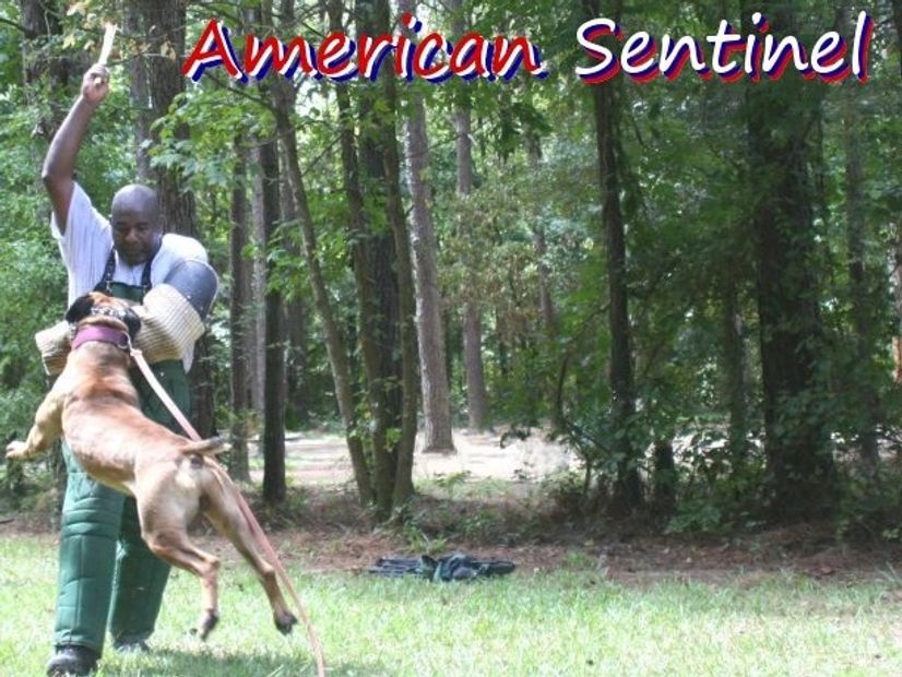 Protection bandog, American bandog, American Bandogge, American Sentinel K9 Preacher-Man