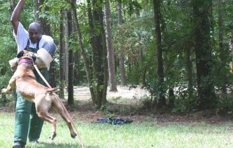 ASC's Preacher-Man - American Sentinel K9 bandog. Family companion guardian and hog catch bandogs.