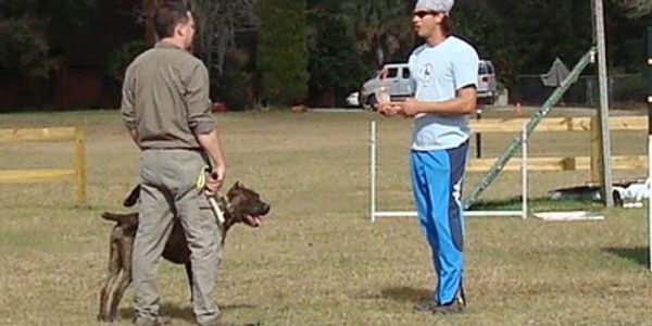 American Sentinel bandog training with H. Lee Robinson and Ivan Balabanov