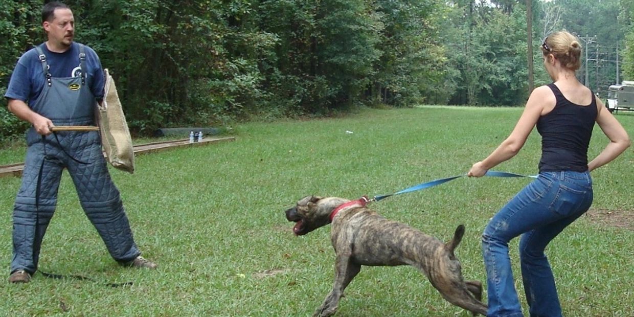 A female American Sentinel K9 bandog being handled by Wendy Robinson during protection training.