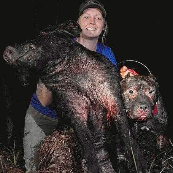 Hog catchdog produced by American Sentinel K9, LLC