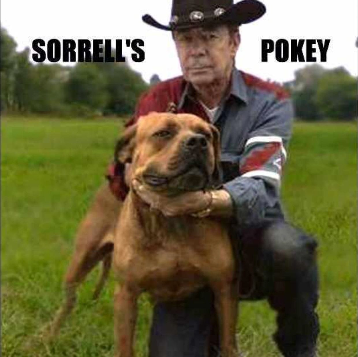 Our Pit Bulls (APBTs)