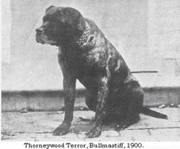 Bandog Thorneywood's Terror