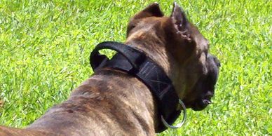 Collar with handle, Protection bandog, American bandog, American Bandogge, American Sentinel K9