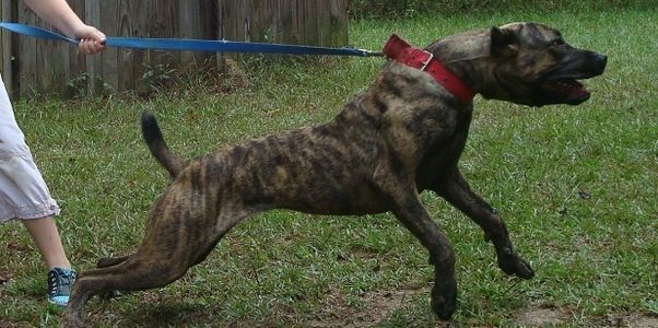 Courtney Robinson handling a female protection bandog produced by American Sentinel K9, LLC.