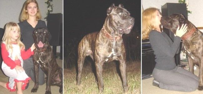 What Exactly Is A Bandog