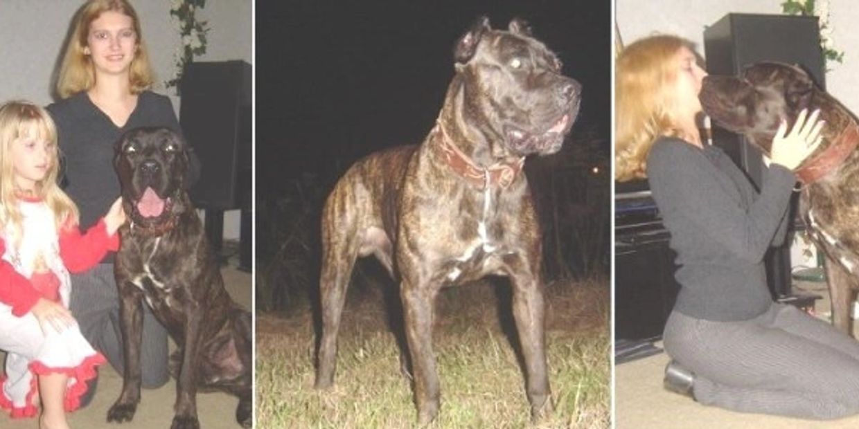 American sales bandog breeders