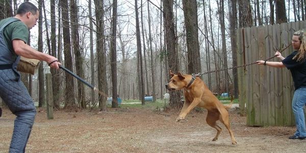 ASC's Reaper - an American Sentinel K9 bandog doing protection work.