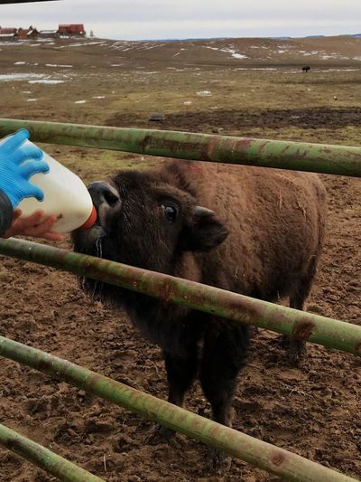 Chef Matt feeding a baby bison while working at Zion Mountain Ranch in Utah. 