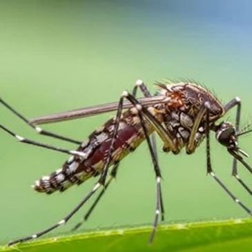 Close-up of a mosquito on a green leaf.