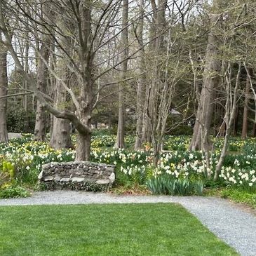 Stone bench in a garden surrounded by daffodils and trees in early spring.