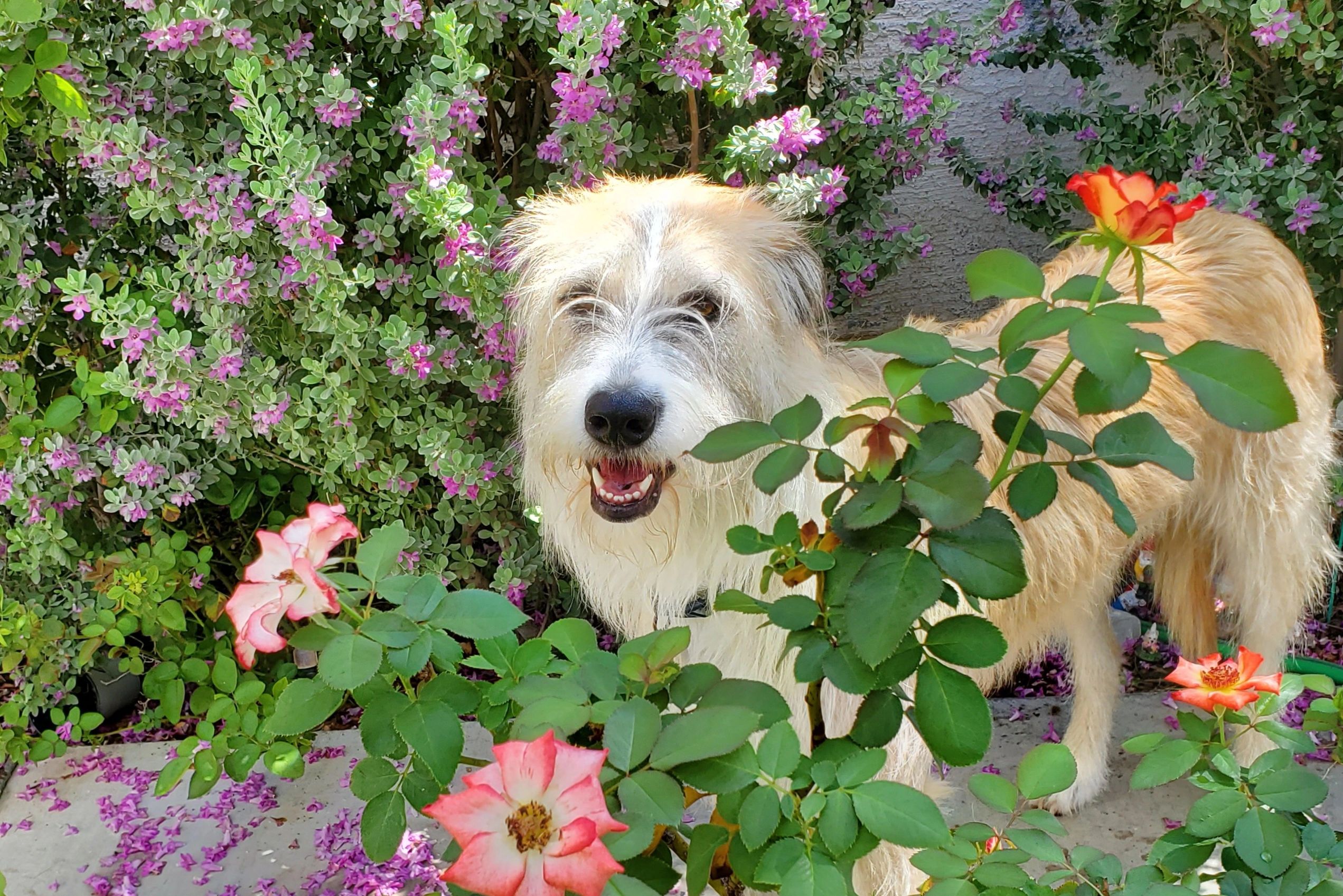 Dog with roses and flowers