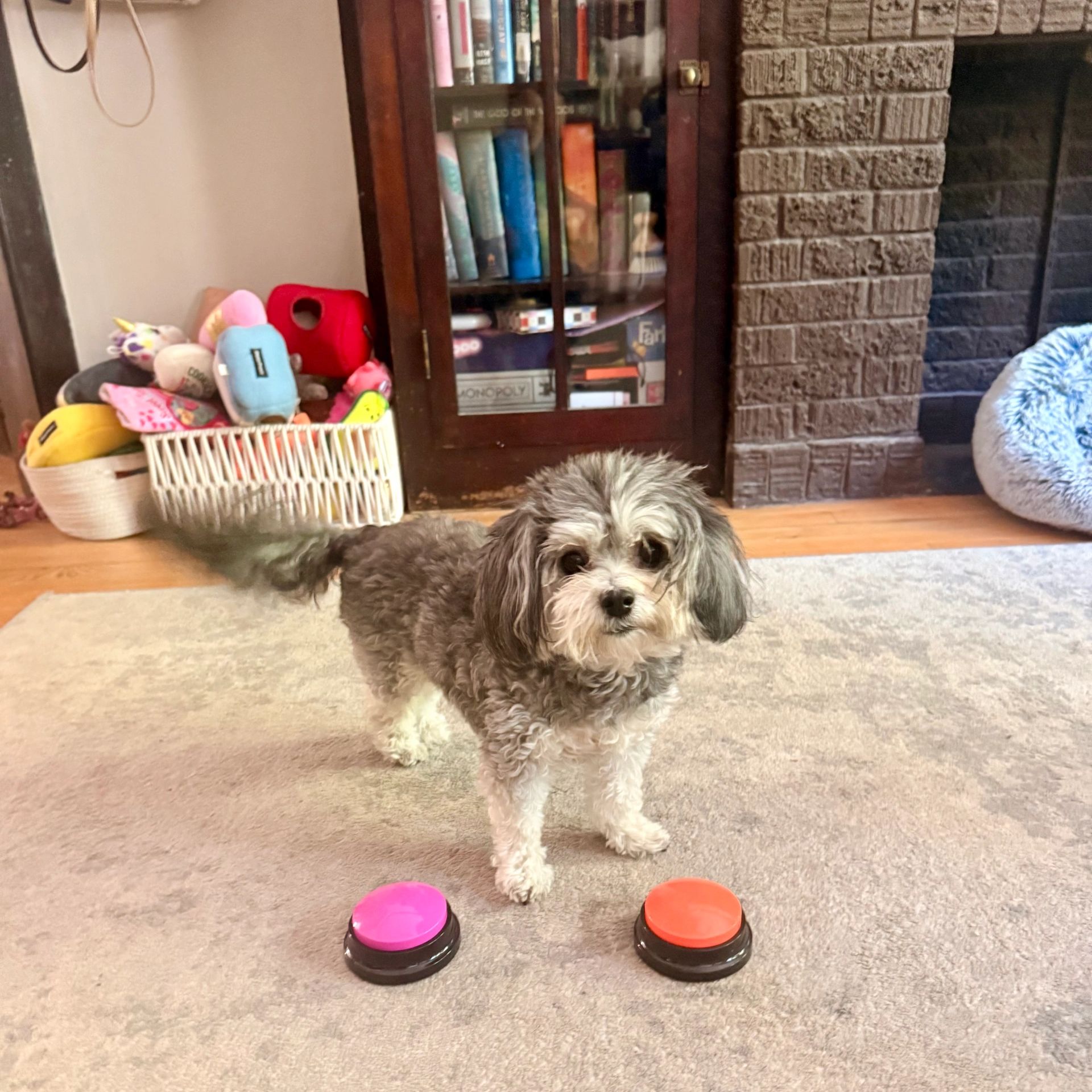 Small fluffy dog standing on carpet near two colorful buttons.