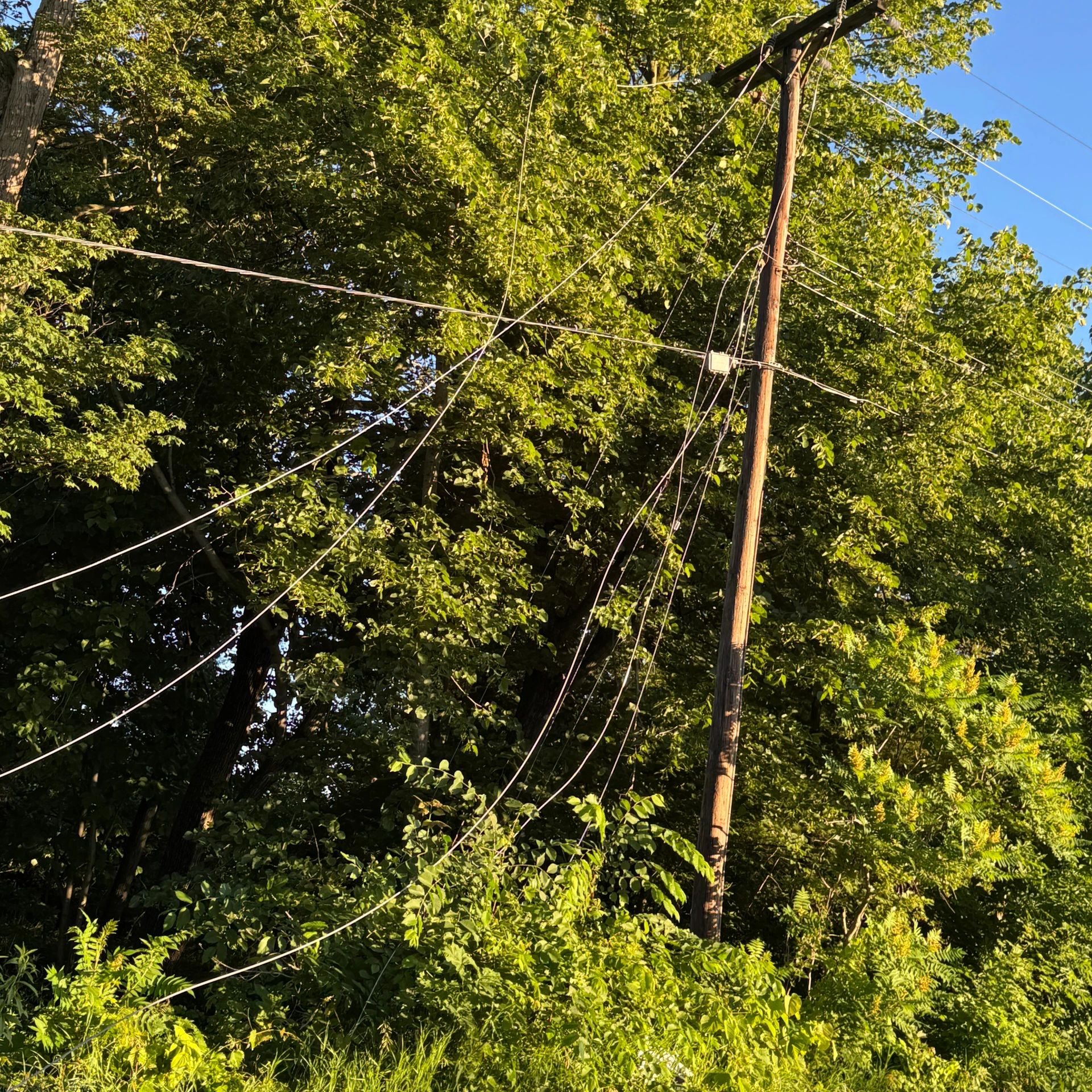 Utility pole with wires surrounded by green trees under blue sky.