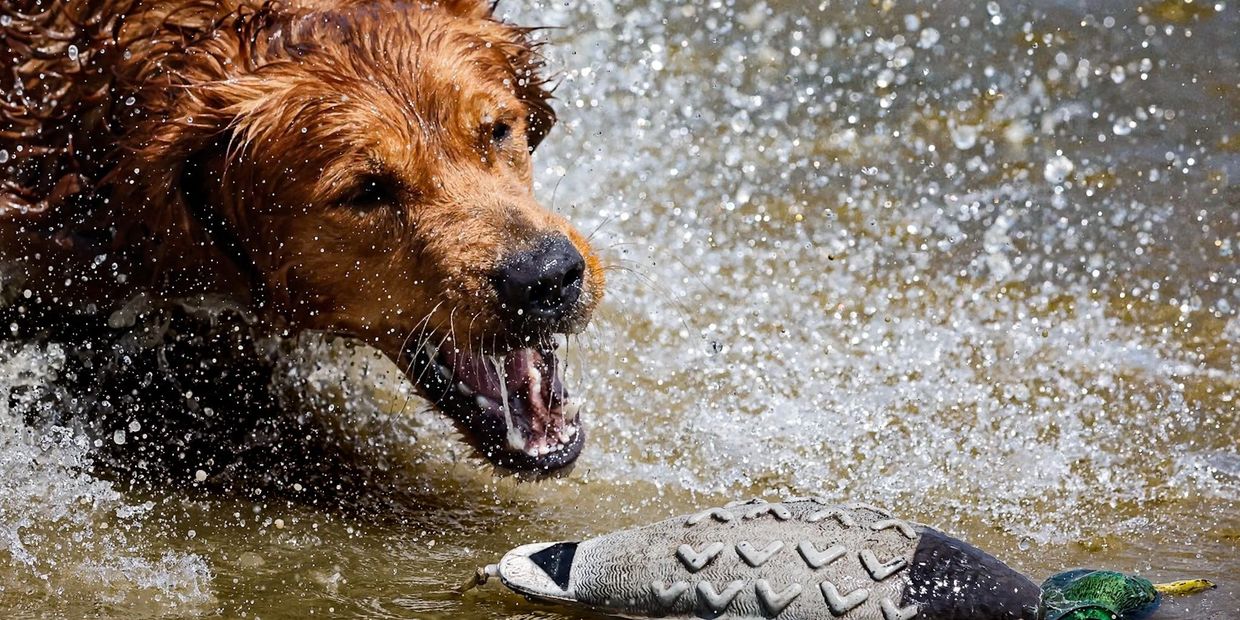 retriever duck dog in training splashing to pick up a duck dummy