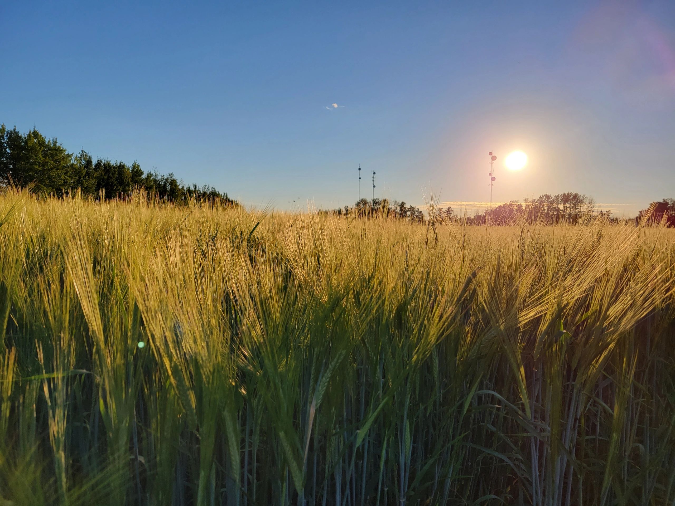 Dynamic Crop & Soil Services LTD