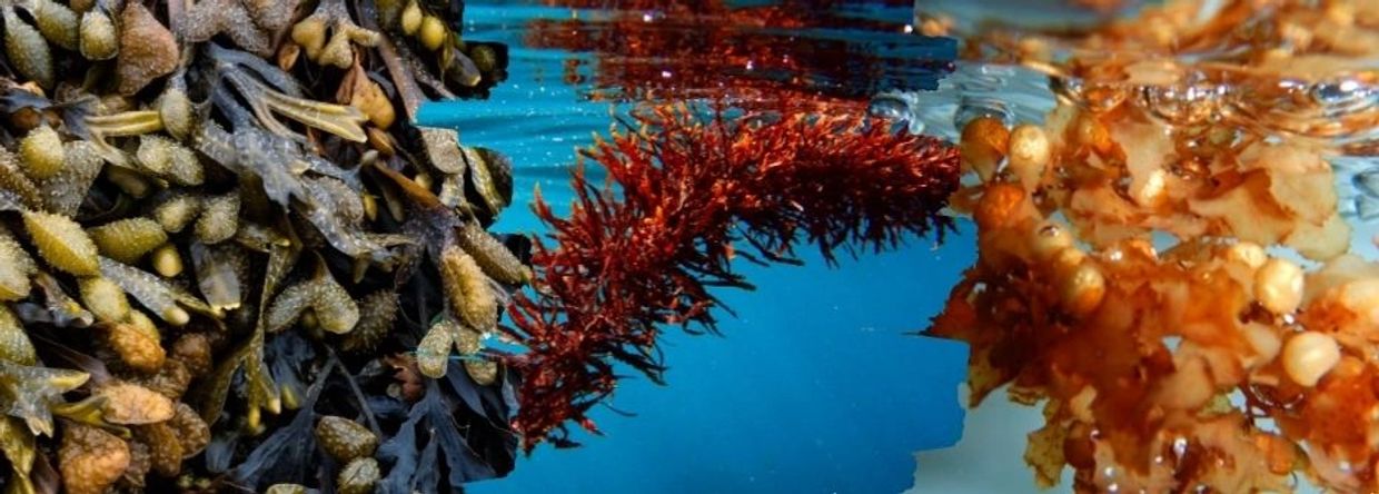 Three different types of seaweed (algae).