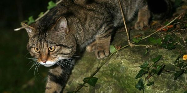 Highland Tigers in the Scottish Highlands hunt its prey. 