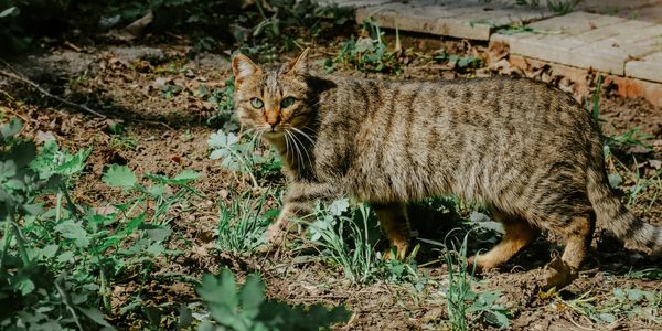 Scottish Wild Cat caught in natural habitat 