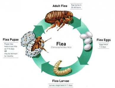 FLEA CONTROL | Eco Pest Management, LLC