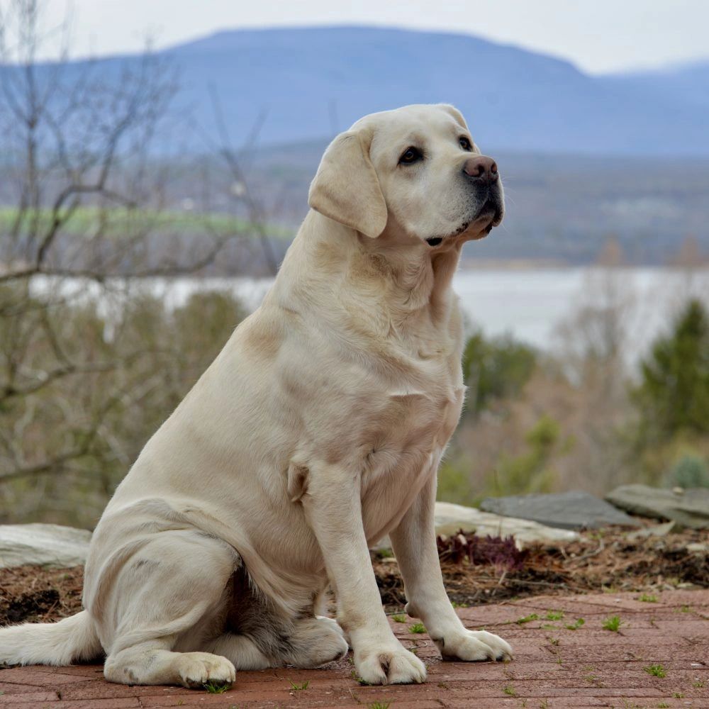 Most Popular Dog Breeds 1 Labrador Retriever