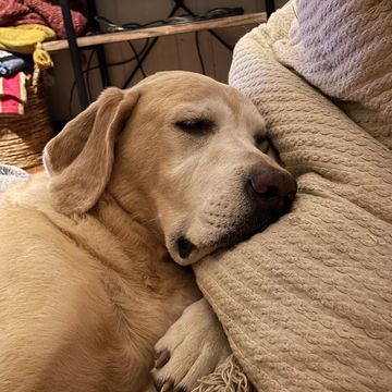 best dog daycare 
mars pa
best dog boarding
cranberry twp
wexford
Berkley Creek YouTube 