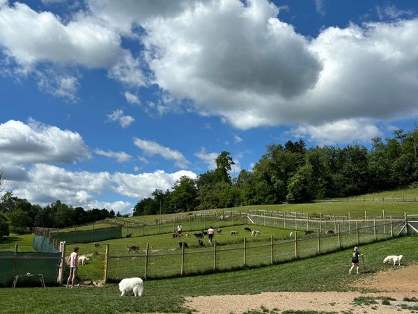 best dog daycare 
mars pa
best dog boarding
cranberry twp
wexford
Berkley Creek YouTube 
