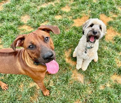 best dog daycare 
mars pa
best dog boarding
cranberry twp
wexford
Berkley Creek YouTube 