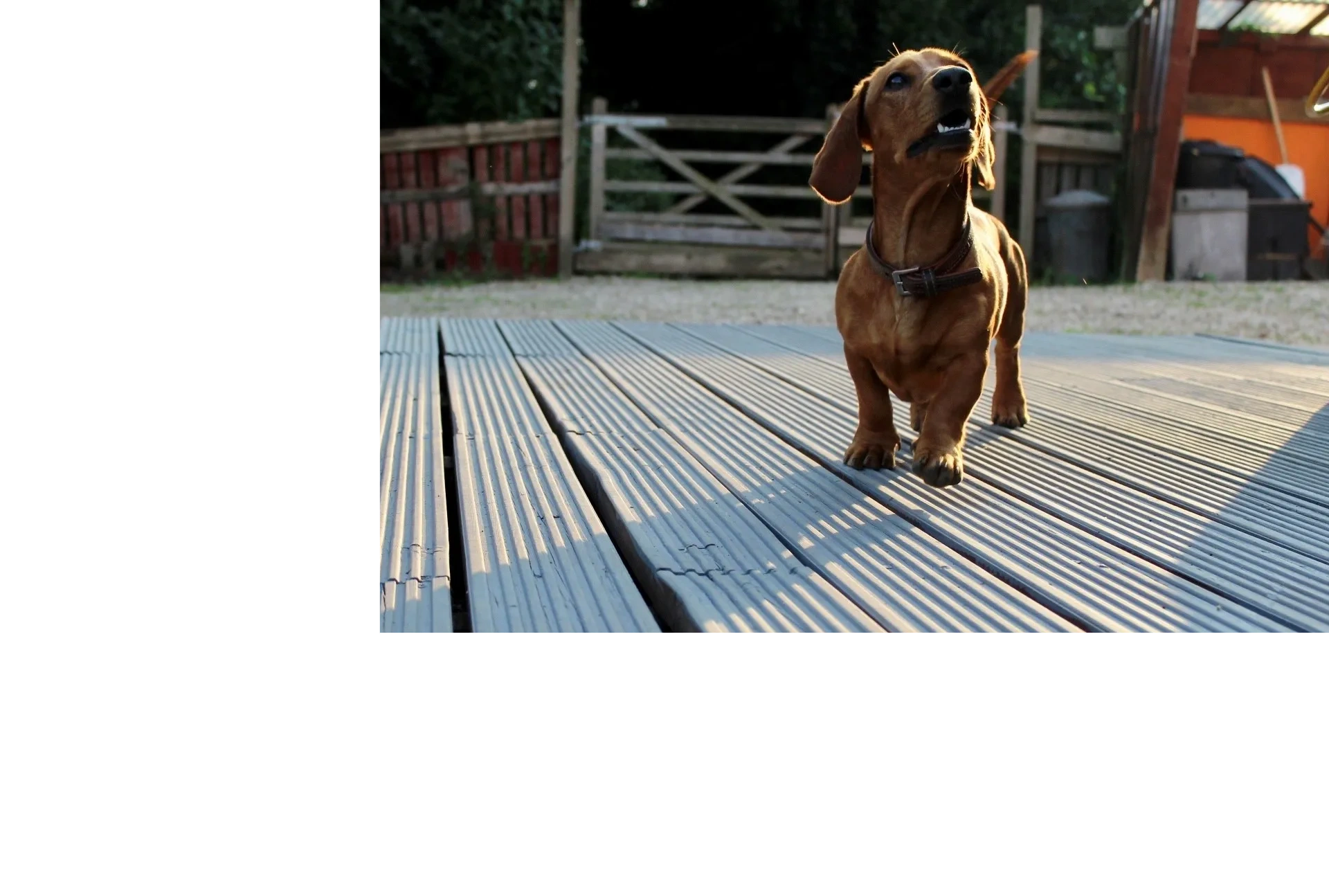How Long Is A Dog In Season