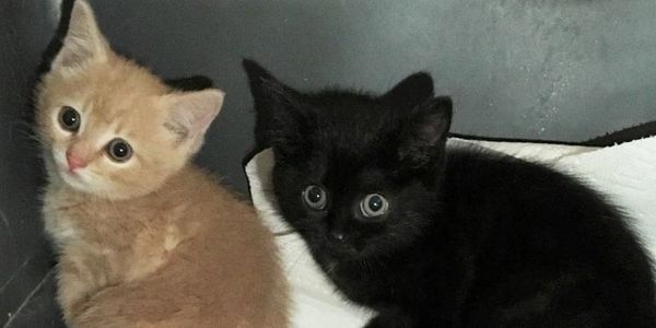 Abandoned Cats Rescue