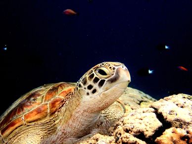 Rainforests, vibrant cultures, and world-class diving — where adventure meets tradition.