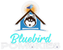 Bluebird House of Pomsky