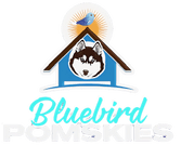 Bluebird House of Pomsky