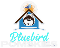 Bluebird House of Pomsky
