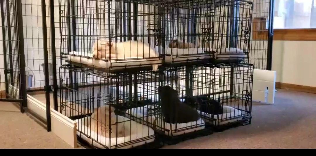 How important is crate training?