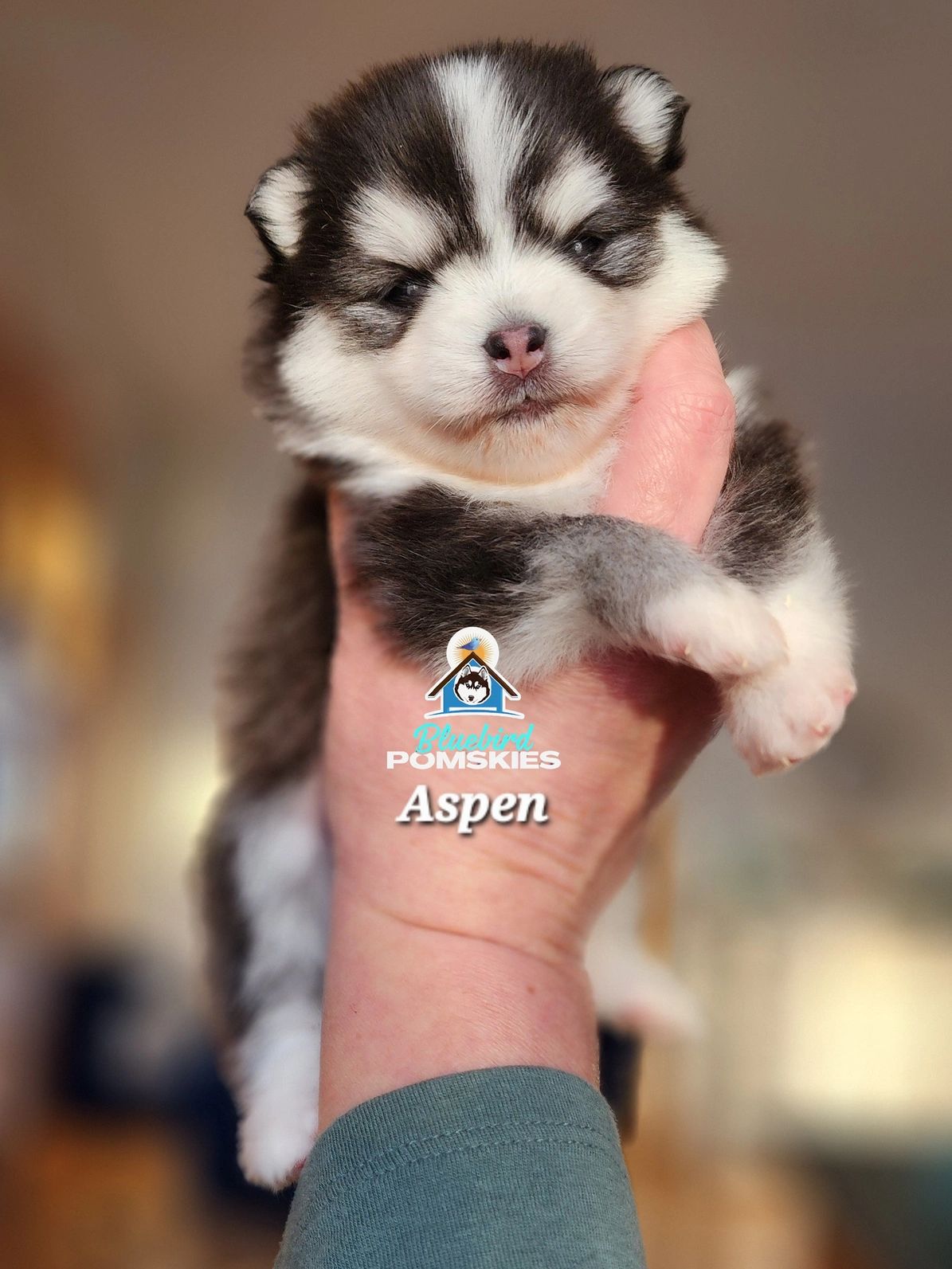 Adorable Pomsky puppy named Aspen being held gently.