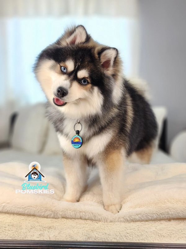 Fluffy Pomsky puppy with blue eyes tilting its head adorably.