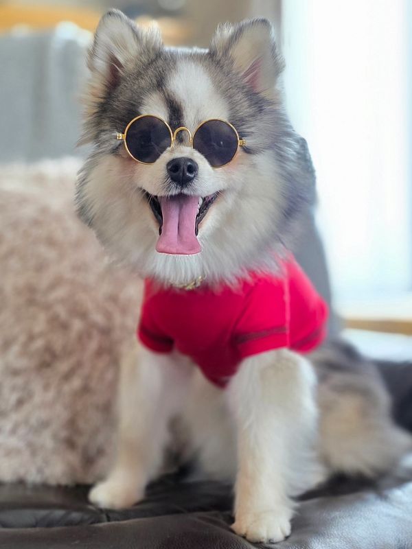 A fluffy dog wearing round sunglasses and a red shirt, looking happy.