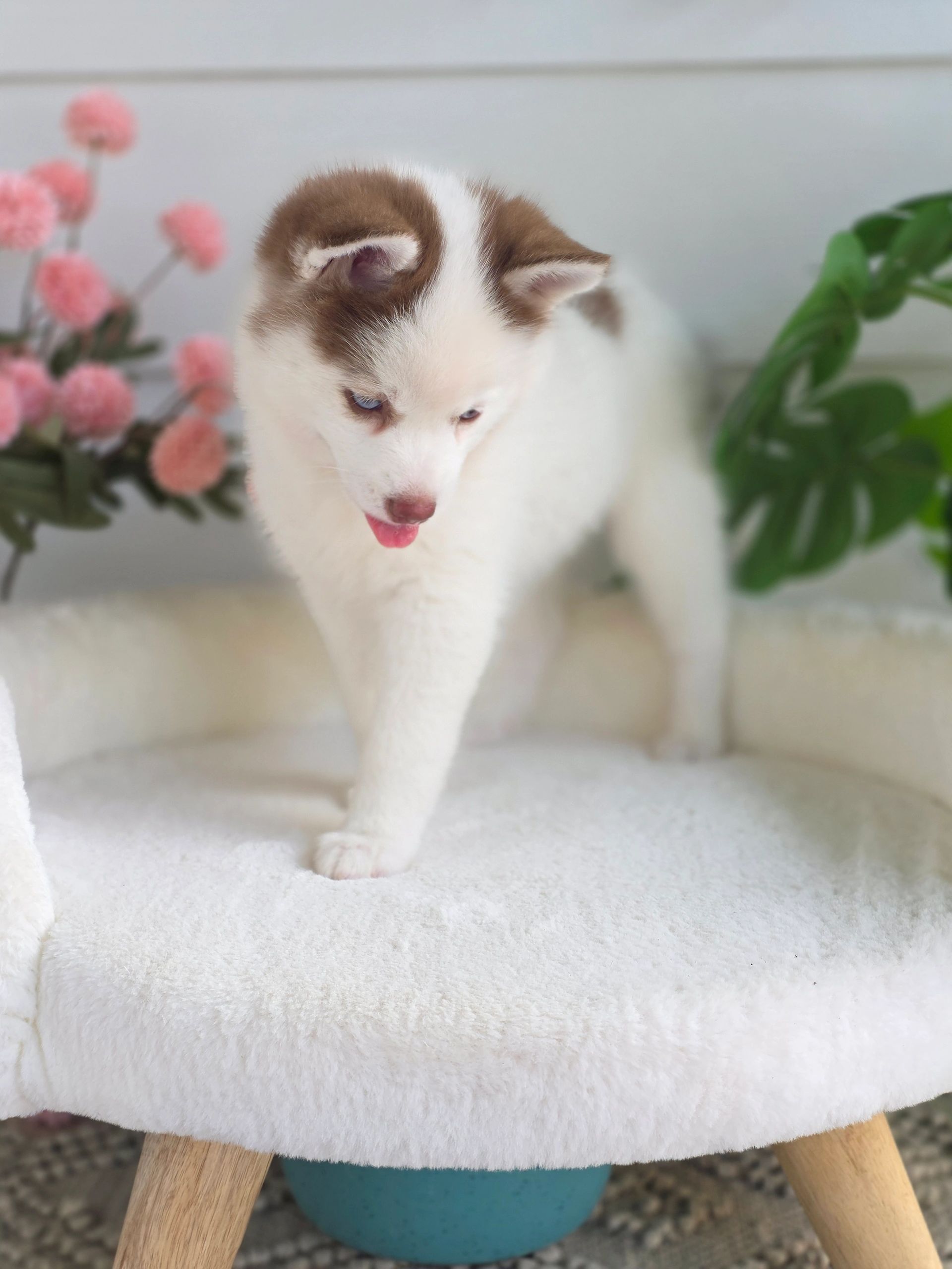 Fluffy white and brown puppy on a fluffy stool.