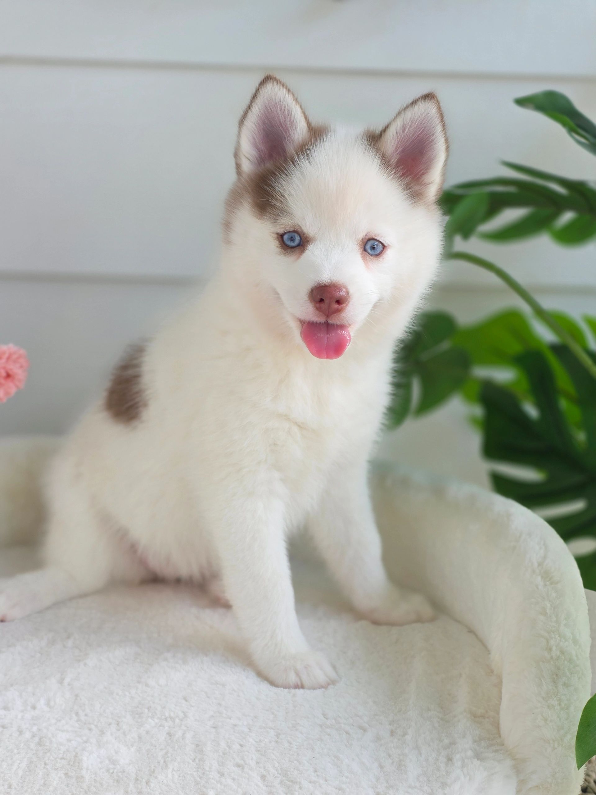Cute white and brown husky puppy with blue eyes.