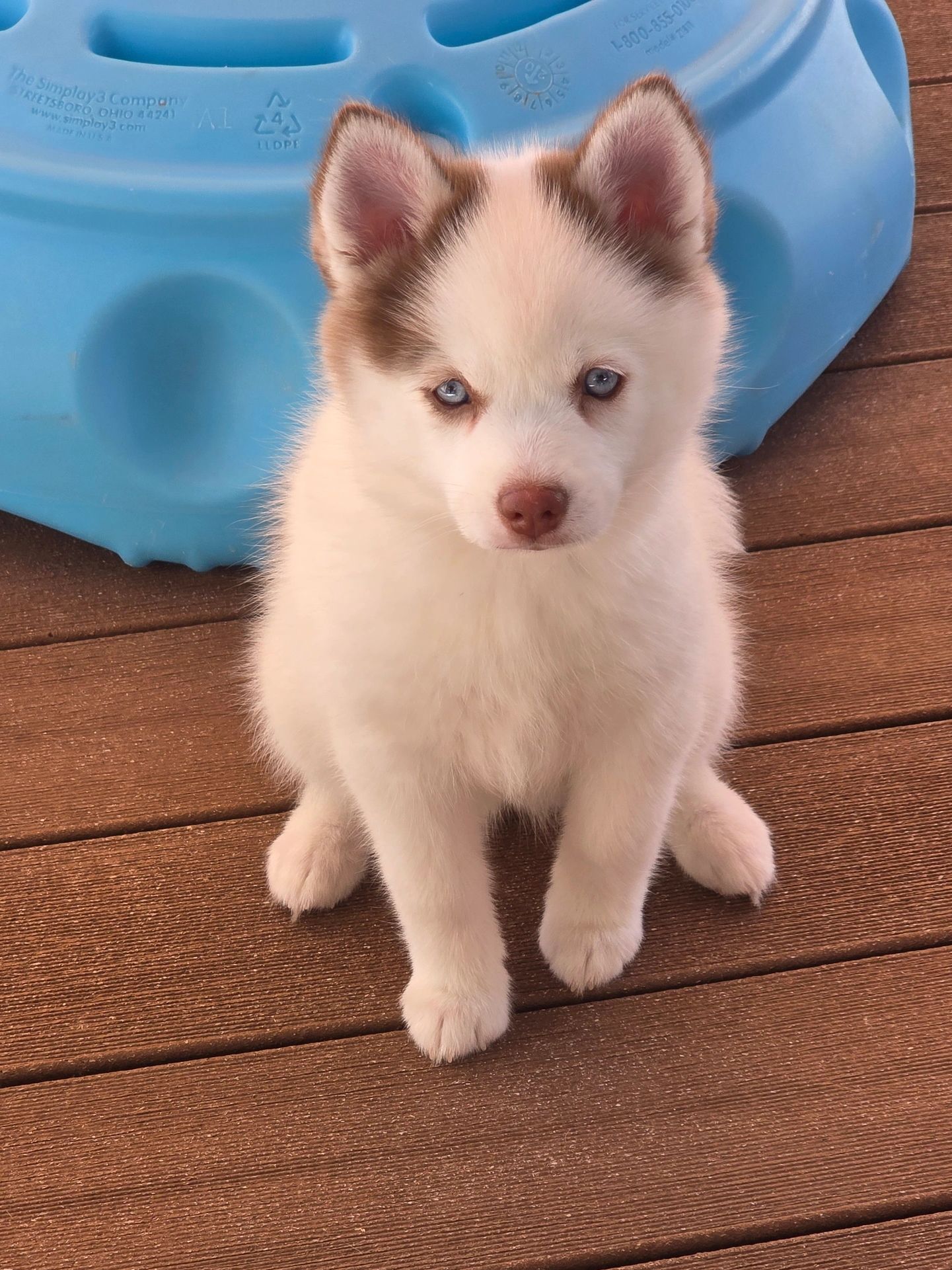 Cute husky puppy with blue eyes sitting on a wooden deck.