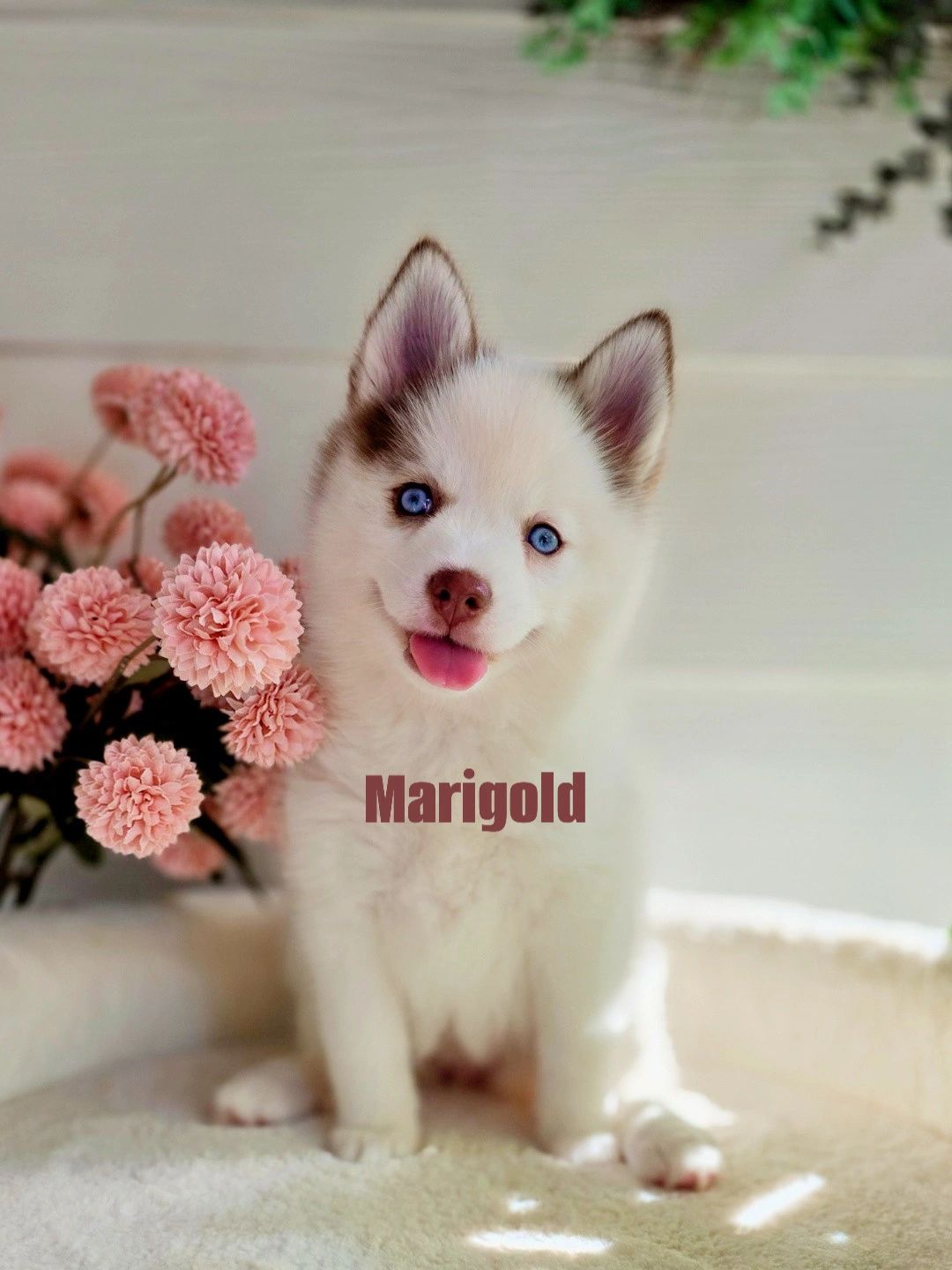 Adorable husky puppy with blue eyes and pink flowers.