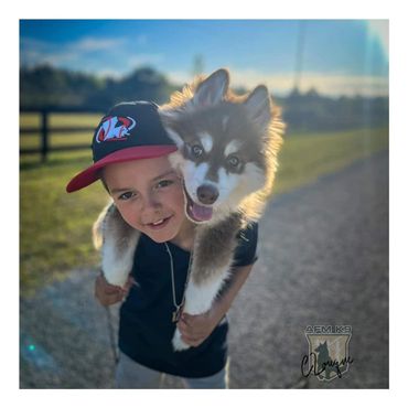 Pomsky best friend hiking