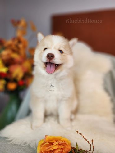 Isabella white Pomsky puppy