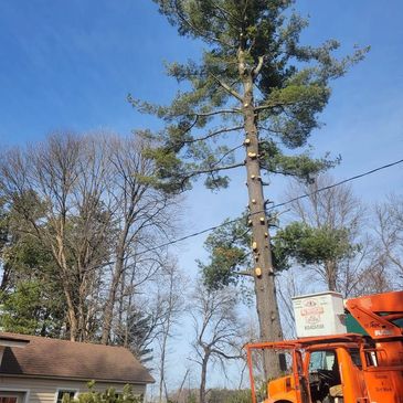 Tree trimming