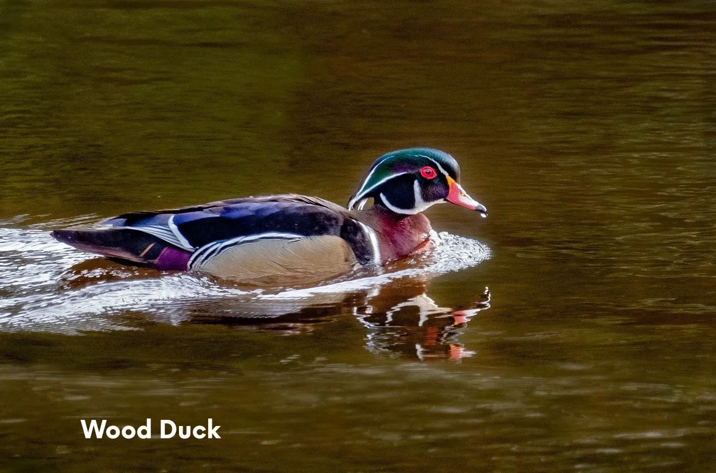 Birding in the Upper Klamath Basin on a Guided Kayak Tour is the best way to view the birds.