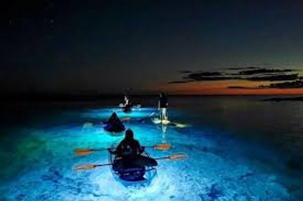 moonlight kayak tour near me