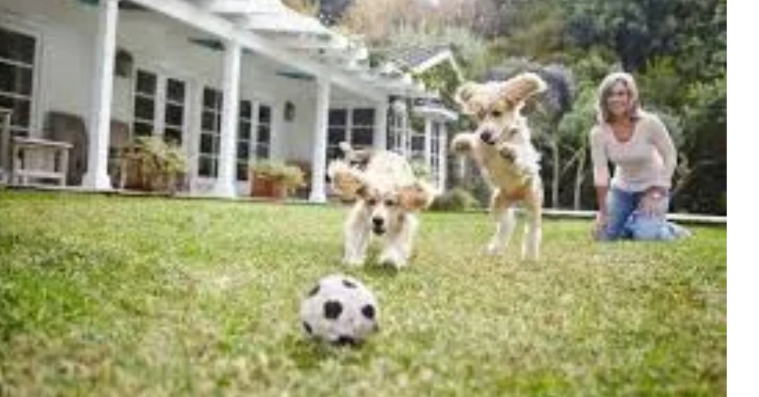 Dogs playing in a clean Timnath Colorado backyard