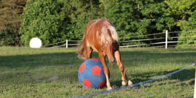 Horse playing with a large blue and red ball.